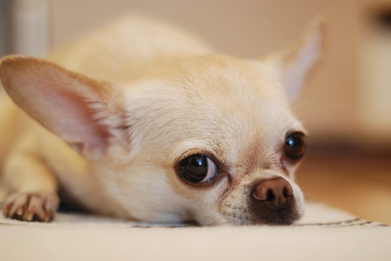 I Am Forever Changed By The Lessons My Chihuahua Taught Me In The 15 Years Of His Life