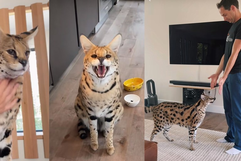 People Are Freaking Out About The ‘Housecat’ In This TikTok Account