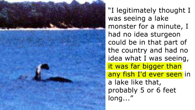 20 Theories About What The Lake Champlain Monster Photographed in 1977 Really Is