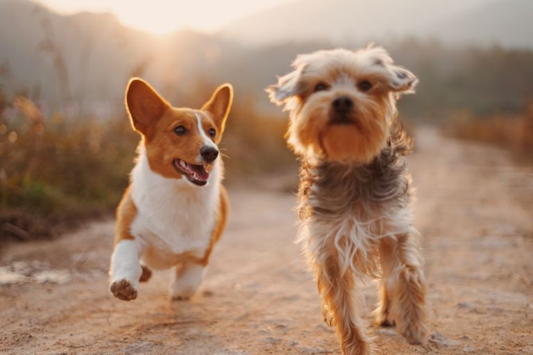The Dog Breed Harmonized With Your Zodiac Sign