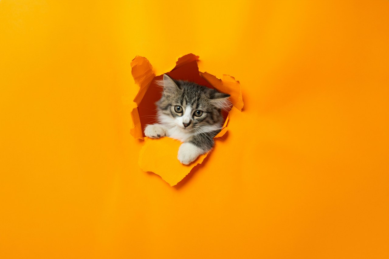 The Cat Breed For You, Based on Your Zodiac Sign