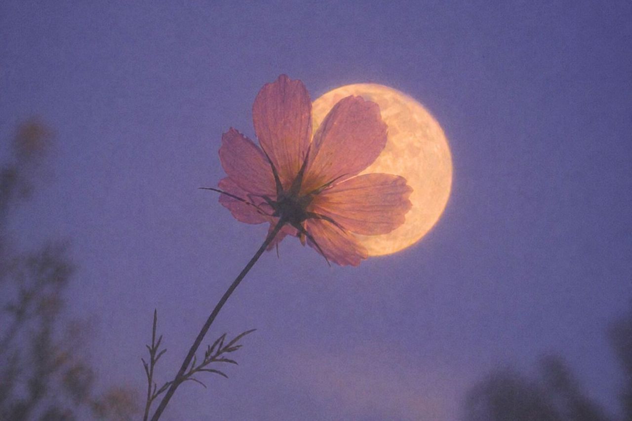 Flower Moon Manifestations for 4 Birth Months Who Need to Start New on May 1