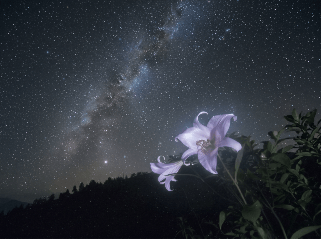 White lily flower glowing against a sweeping Milky Way and starry night sky, with a dark tree-lined hillside silhouette below.