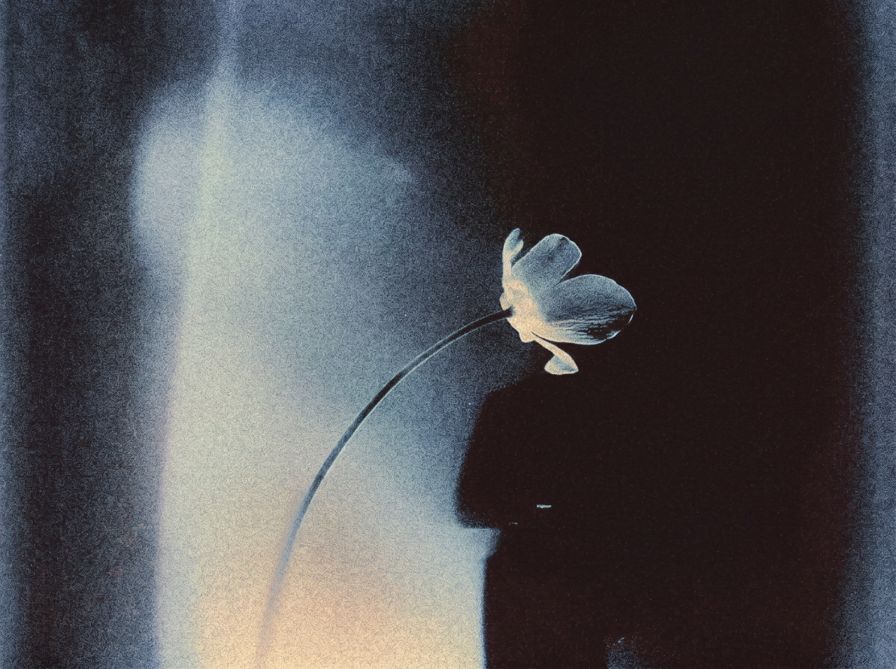 A single pale flower on a curved stem set against a dark, moody blue-black background with soft light behind it.