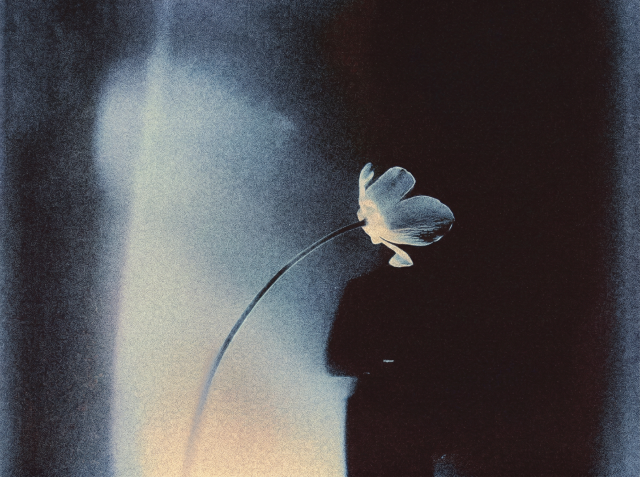 A single pale flower on a curved stem set against a dark, moody blue-black background with soft light behind it.